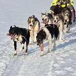 Апартаменты Stengelsen Husky *